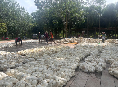 ติดตามธุรกิจรวบรวมยาง “กลุ่มเกษตรกรทำสวนยางก้าวหน้าสามัคคี” พารามิเตอร์รูปภาพ 9